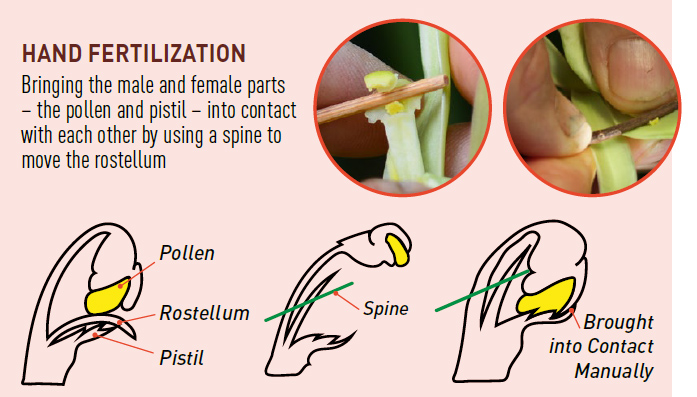 Fertilization of the Vanilla